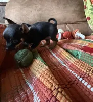 Sidney, a female Chihuahua for sale in Mapleton, MN – 3 of 4