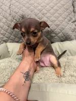 Georgia , a female Chihuahua for sale in Mapleton, MN – 4 of 5