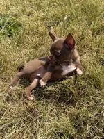 Biscuit , a male Chihuahua for sale in Mapleton, MN – 4 of 4