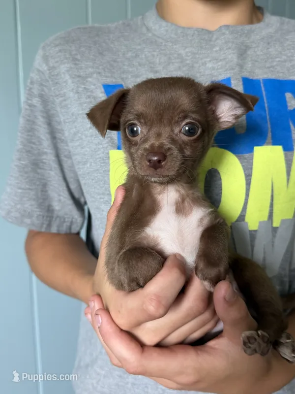 Crew – Chihuahua puppy for sale in Mapleton, MN