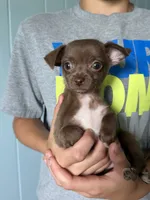 Crew, a male Chihuahua for sale in Mapleton, MN – 1 of 4