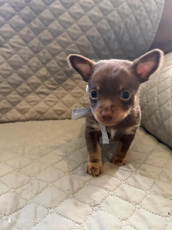 Randy – Chihuahua puppy for sale in Mapleton, MN