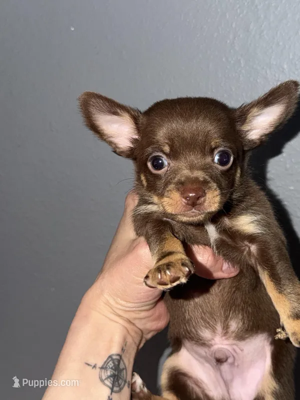 Randy – Chihuahua puppy for sale in Mapleton, MN