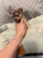 Sota, a male Chihuahua for sale in Mapleton, MN – 5 of 5