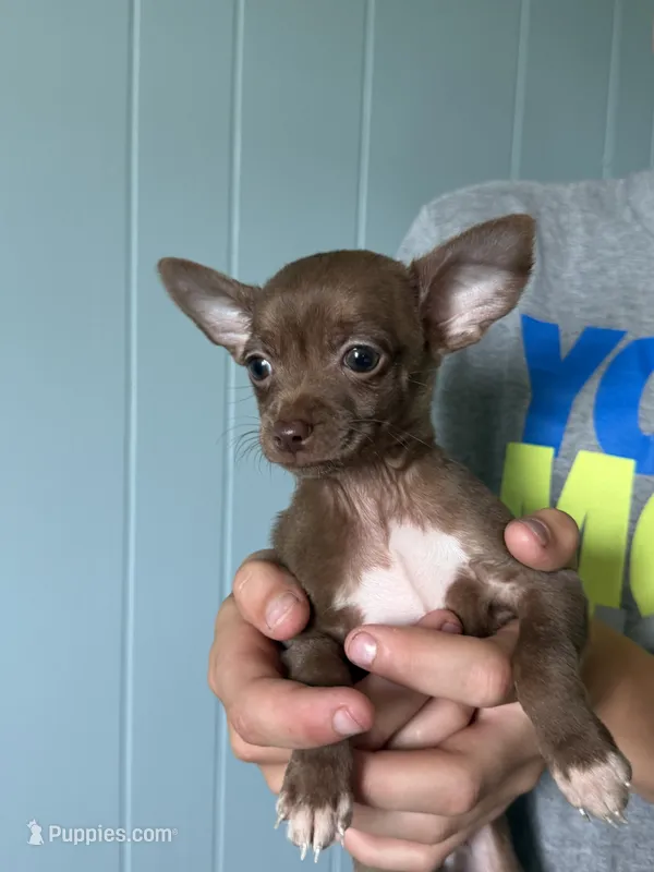 Biscuit  – Chihuahua puppy for sale in Mapleton, MN