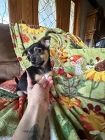 Binx, a male Chihuahua for sale in Mapleton, MN – 5 of 5
