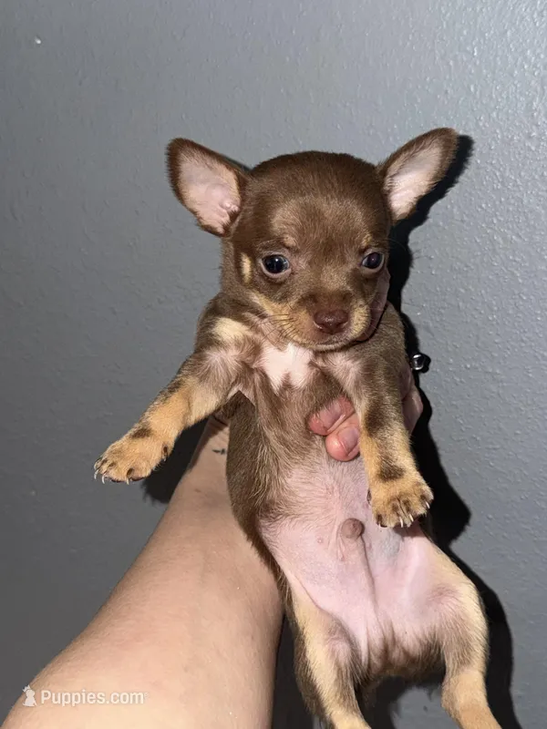 Kenny – Chihuahua puppy for sale in Mapleton, MN
