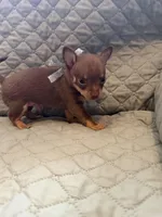 Kenny, a male Chihuahua for sale in Mapleton, MN – Photo 2 of 2