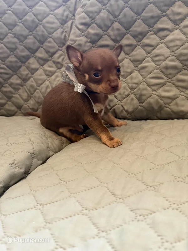Kenny – Chihuahua puppy for sale in Mapleton, MN