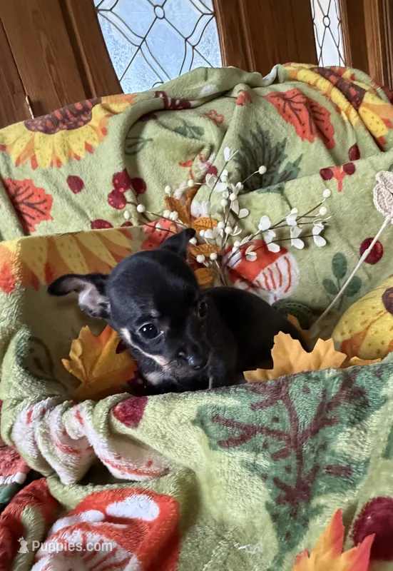 Sidney – Chihuahua puppy for sale in Mapleton, MN