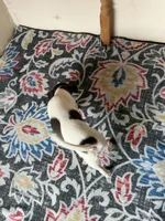 Tex, a male Chihuahua for sale in Mapleton, MN – 5 of 6