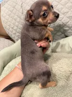Georgia , a female Chihuahua for sale in Mapleton, MN – 5 of 5