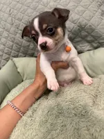 Tex, a male Chihuahua for sale in Mapleton, MN – 3 of 4