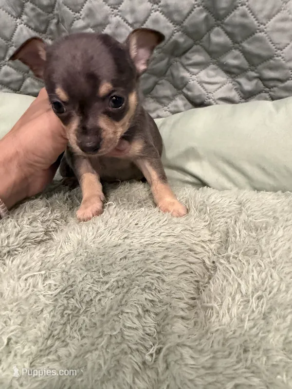 Indiana – Chihuahua puppy for sale in Mapleton, MN