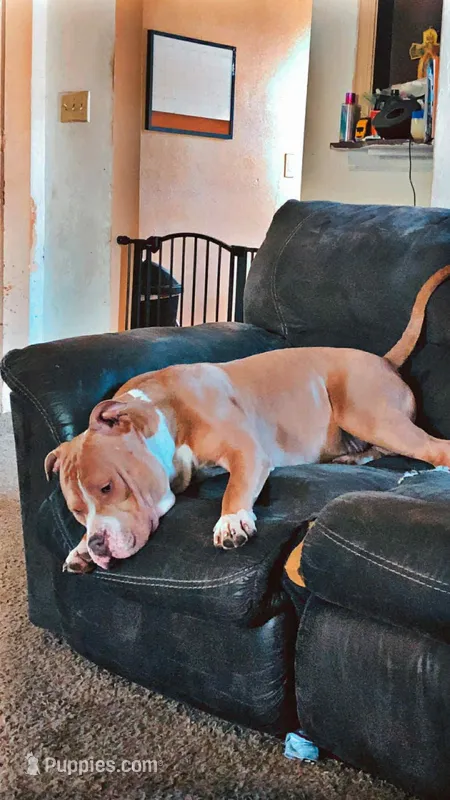 Hercules – American Bully puppy for sale in Mapleton, MN