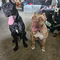 Hercules, a male American Bully for sale in Mapleton, MN – Photo 4 of 5