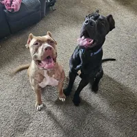 Hercules, a male American Bully for sale in Mapleton, MN – Photo 5 of 5