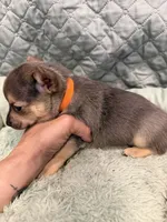 Alaska , a male Chihuahua for sale in Mapleton, MN – 2 of 4