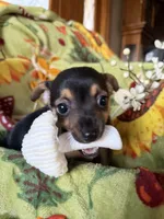 Binx, a male Chihuahua for sale in Mapleton, MN – 4 of 5