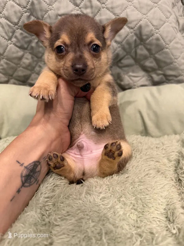 Alaska  – Chihuahua puppy for sale in Mapleton, MN