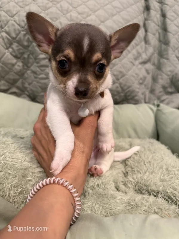 Tennessee – Chihuahua puppy for sale in Mapleton, MN
