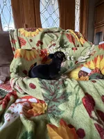 Annabelle, a female Chihuahua for sale in Mapleton, MN – 3 of 3