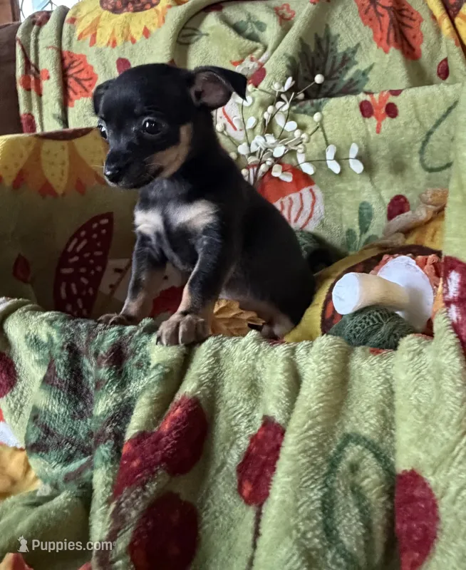 Clarice – Chihuahua puppy for sale in Mapleton, MN