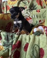 Clarice, a female Chihuahua for sale in Mapleton, MN – 1 of 3