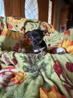 Clarice, a female Chihuahua for sale in Mapleton, MN – 2 of 3