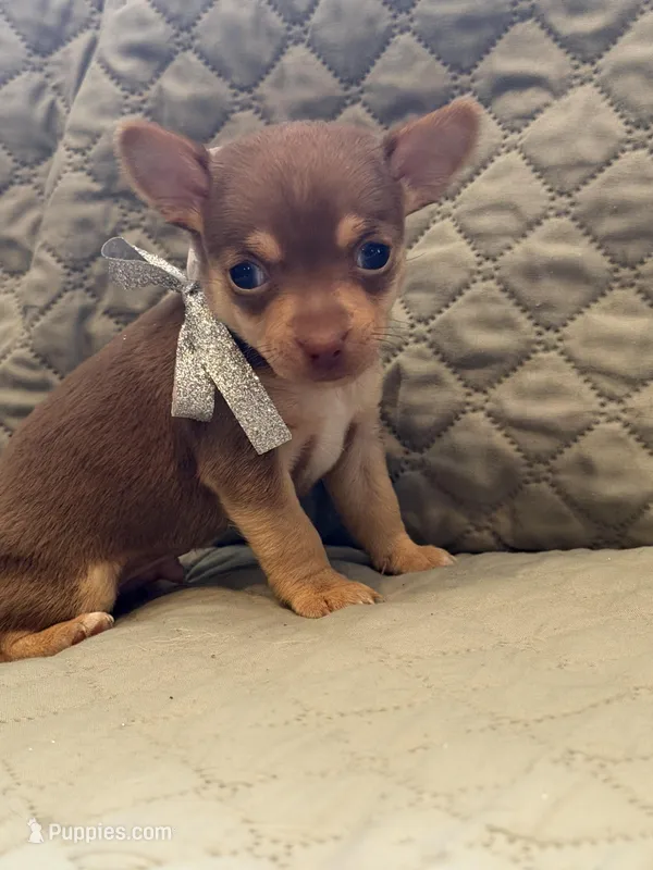 Timmy – Chihuahua puppy for sale in Mapleton, MN