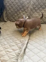 Timmy, a male Chihuahua for sale in Mapleton, MN – Photo 2 of 3