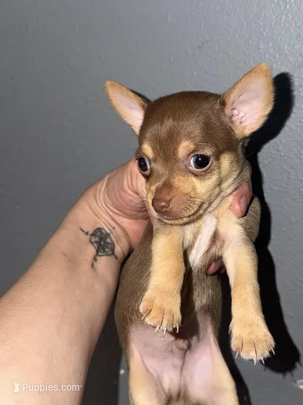 Timmy – Chihuahua puppy for sale in Mapleton, MN