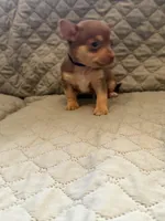 Timmy, a male Chihuahua for sale in Mapleton, MN – Photo 3 of 3