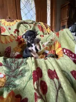 Annabelle, a female Chihuahua for sale in Mapleton, MN – 2 of 3