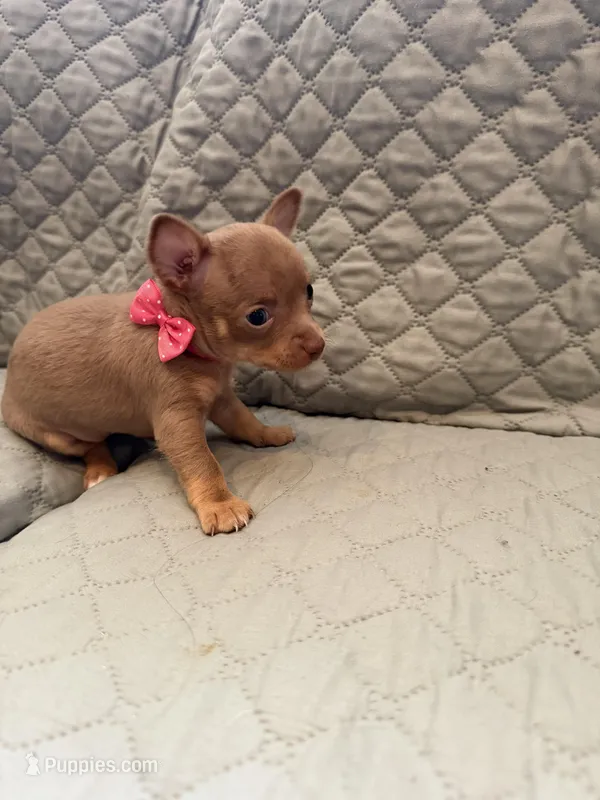 Wendy – Chihuahua puppy for sale in Mapleton, MN