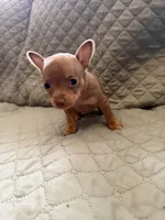 Wendy, a female Chihuahua for sale in Mapleton, MN – Photo 2 of 5