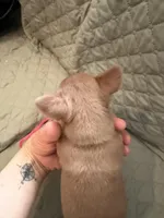 Wendy, a female Chihuahua for sale in Mapleton, MN – Photo 4 of 5