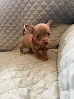 Wendy, a female Chihuahua for sale in Mapleton, MN – Photo 3 of 5