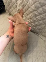 Wendy, a female Chihuahua for sale in Mapleton, MN – Photo 5 of 5