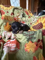 Sidney, a female Chihuahua for sale in Mapleton, MN – 4 of 4