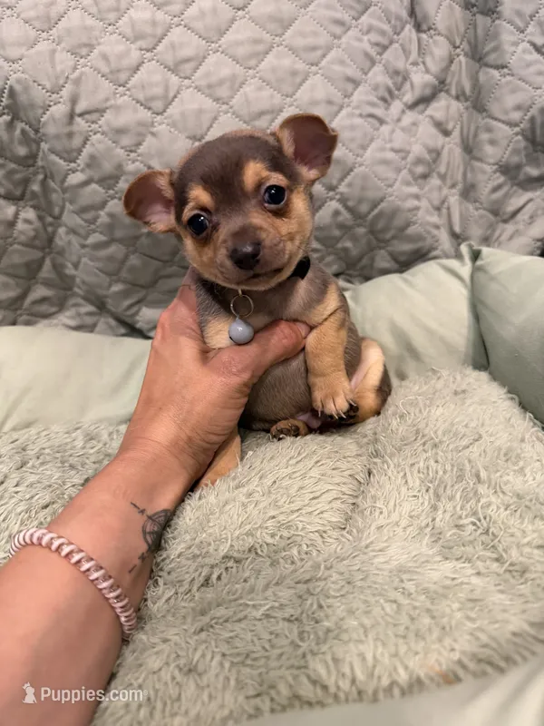 Sota – Chihuahua puppy for sale in Mapleton, MN