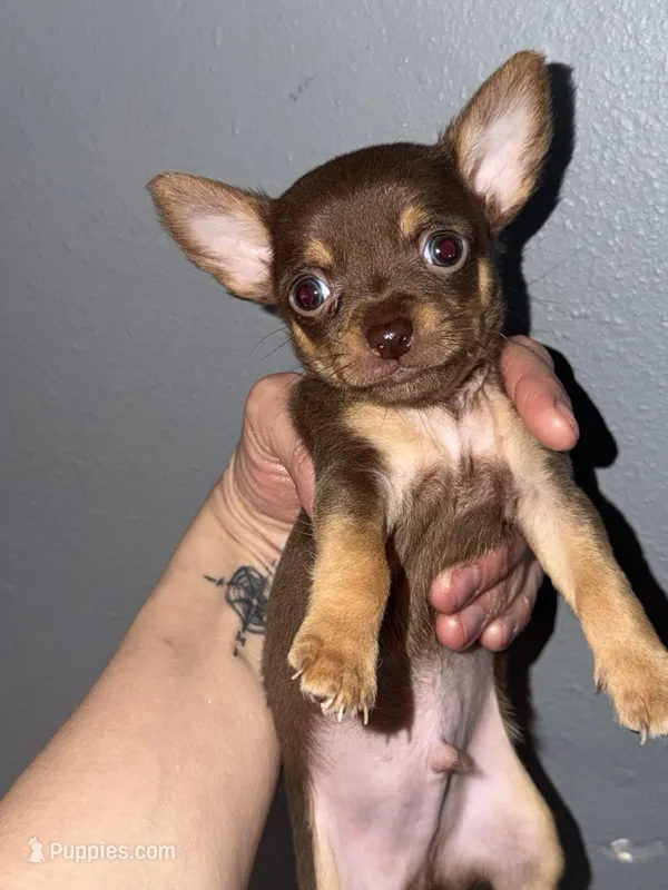 Token – Chihuahua puppy for sale in Mapleton, MN