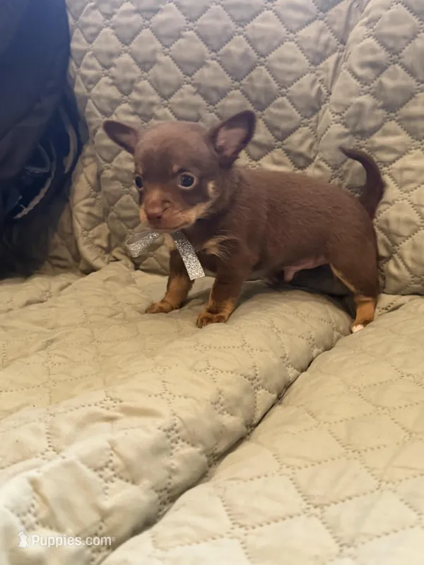 Token – Chihuahua puppy for sale in Mapleton, MN