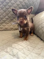 Token, a male Chihuahua for sale in Mapleton, MN – Photo 3 of 3