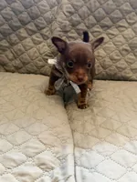 Token, a male Chihuahua for sale in Mapleton, MN – Photo 2 of 3