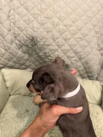 Indiana, a male Chihuahua for sale in Mapleton, MN – 3 of 4
