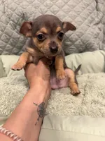Georgia , a female Chihuahua for sale in Mapleton, MN – 3 of 5