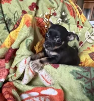 Sidney, a female Chihuahua for sale in Mapleton, MN – 2 of 4