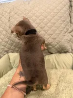 Sota, a male Chihuahua for sale in Mapleton, MN – 3 of 5