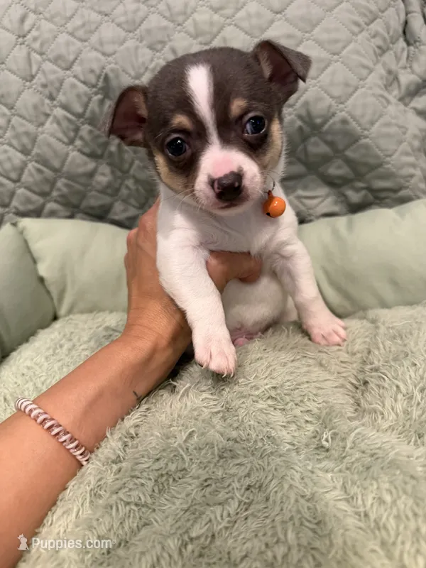 Tex – Chihuahua puppy for sale in Mapleton, MN